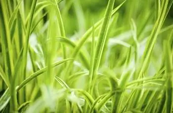 Травяное растение