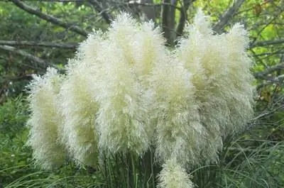 Примеры травяных растений