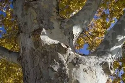 Какие насекомые поедают и убивают вязы?