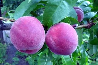 Как ухаживать за персиковым деревом, чтобы получать большие персики