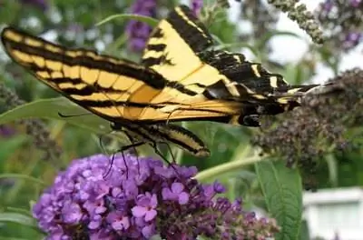 Какова польза садов бабочек для окружающей среды?