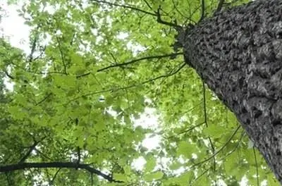 Различные виды дубовых галлов