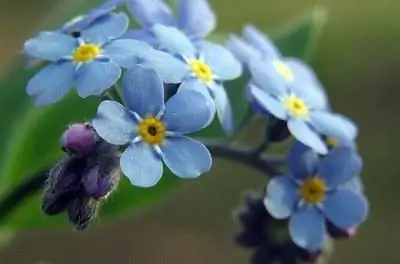 История цветов «Не забудь меня»