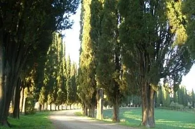 Как обрезать кипарис