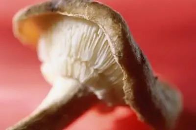 Как вырастить Ganoderma Lucidum