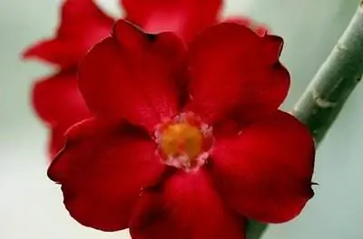 История францисканской розы пустыни