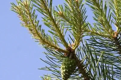 Лучшее время для обрезки кедровых деревьев