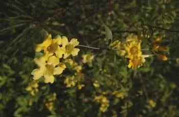 Каролина Жасмин (Gelsemium sempervirens)