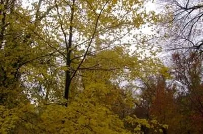 Быстрорастущие деревья лиственных пород