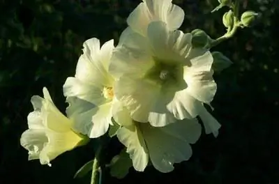 Список высоких растений