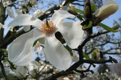 Цветущие деревья, которые красиво пахнут