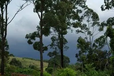 Идеи ландшафтного дизайна двора перед домом в Северной Флориде