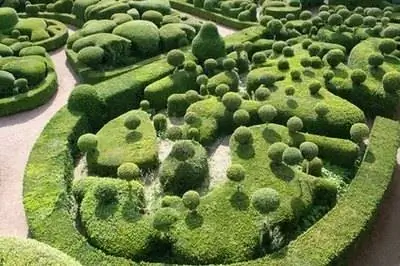 Как размножить самшит