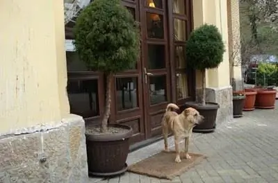 Вечнозеленые растения, которые можно выращивать в контейнерах