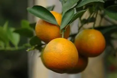 Как обрезать молодые цитрусовые деревья