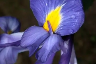 Как вырастить дикий ирис из семян