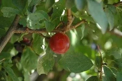 Как вырастить растение умэбоси