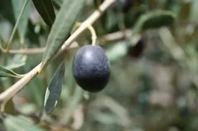 Как вырастить черные оливки