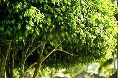 Комнатные растения, похожие на маленькие деревья или со стеблями внизу