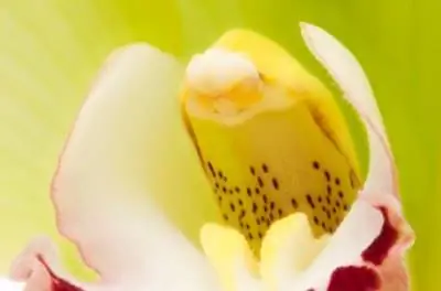 Цветы, которые цветут два раза в год