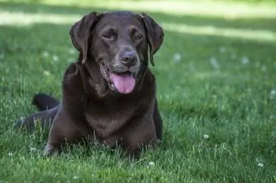 Как избавиться от ленточных червей во дворе