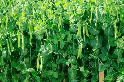 Как посадить голубиный горох