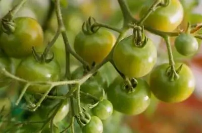 Лучшие овощи для выращивания в Южном Техасе