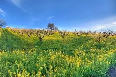 Факты о горчичном растении