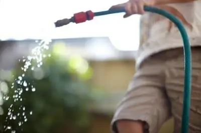 Признаки чрезмерного полива травы Святого Августина