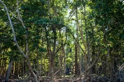 Список десяти исчезающих растений Палавана