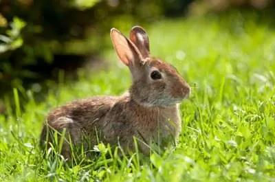 Цветы от грызунов