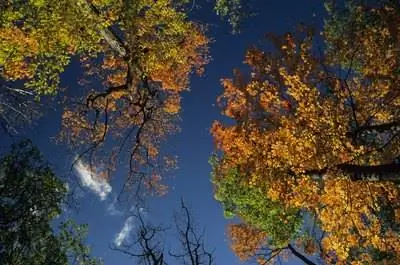 Факты о кленах для детей