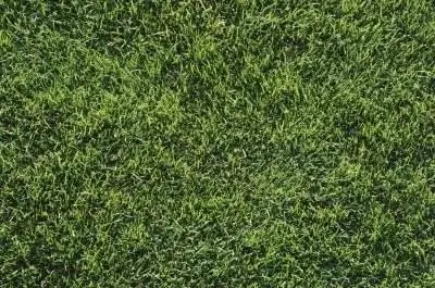 The Best Grass in Sun & Тень для северо-восточной Грузии