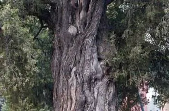 Можжевельник китайский