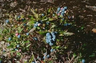 Куст черники с коричневыми листьями