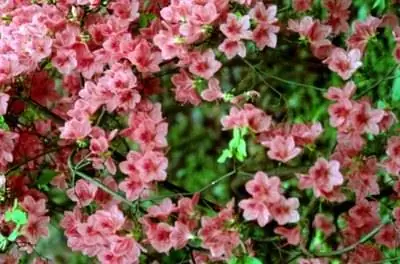 Цветущие растения, любящие кислую почву