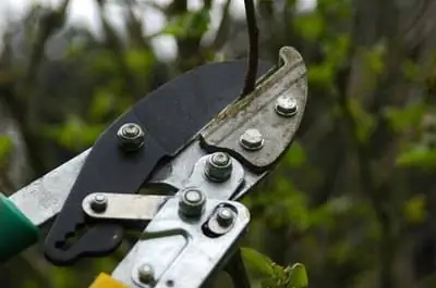 Что такое обрезка кончиков?