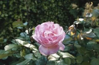 Любят ли розы кислую почву?