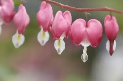 Как вырастить кровоточащие сердца во Флориде