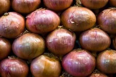 Как посадить лук в Колорадо