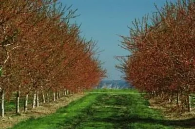 Как вырастить дождевую вишню