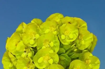Какую почву использовать для растения тернового венца