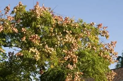 Как уничтожить китайские сальные деревья