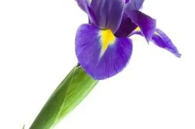 Как вырастить луковицы ириса внутри