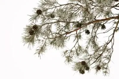 Насекомые, похожие на сосновые иголки