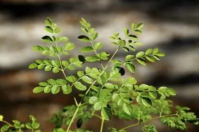 Как посадить малунггай