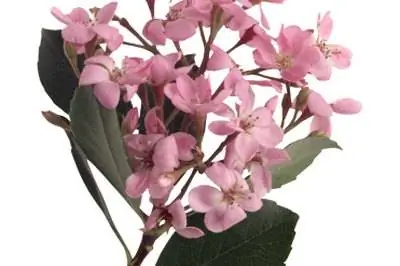 Как удобрять боярышник индийский