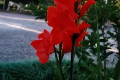 Как обрезать гладиолусы