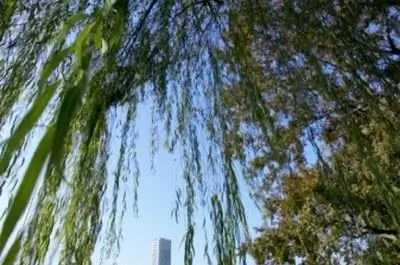 Средняя высота ивы