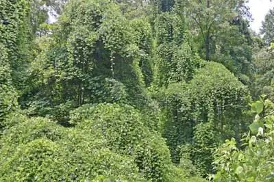 Как убить Кудзу